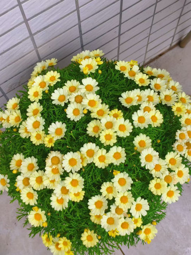 玛格丽特花苗 柠檬黄（m10)自然性分支好穴苗