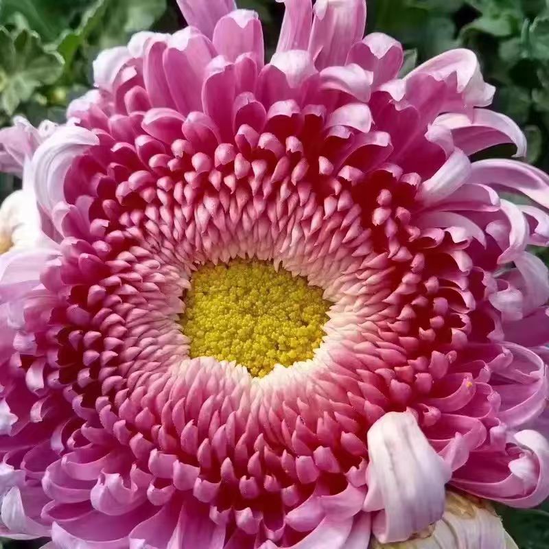 大菊 链接   扦插小苗28元包邮花苗植物阳台绿植花卉盆栽