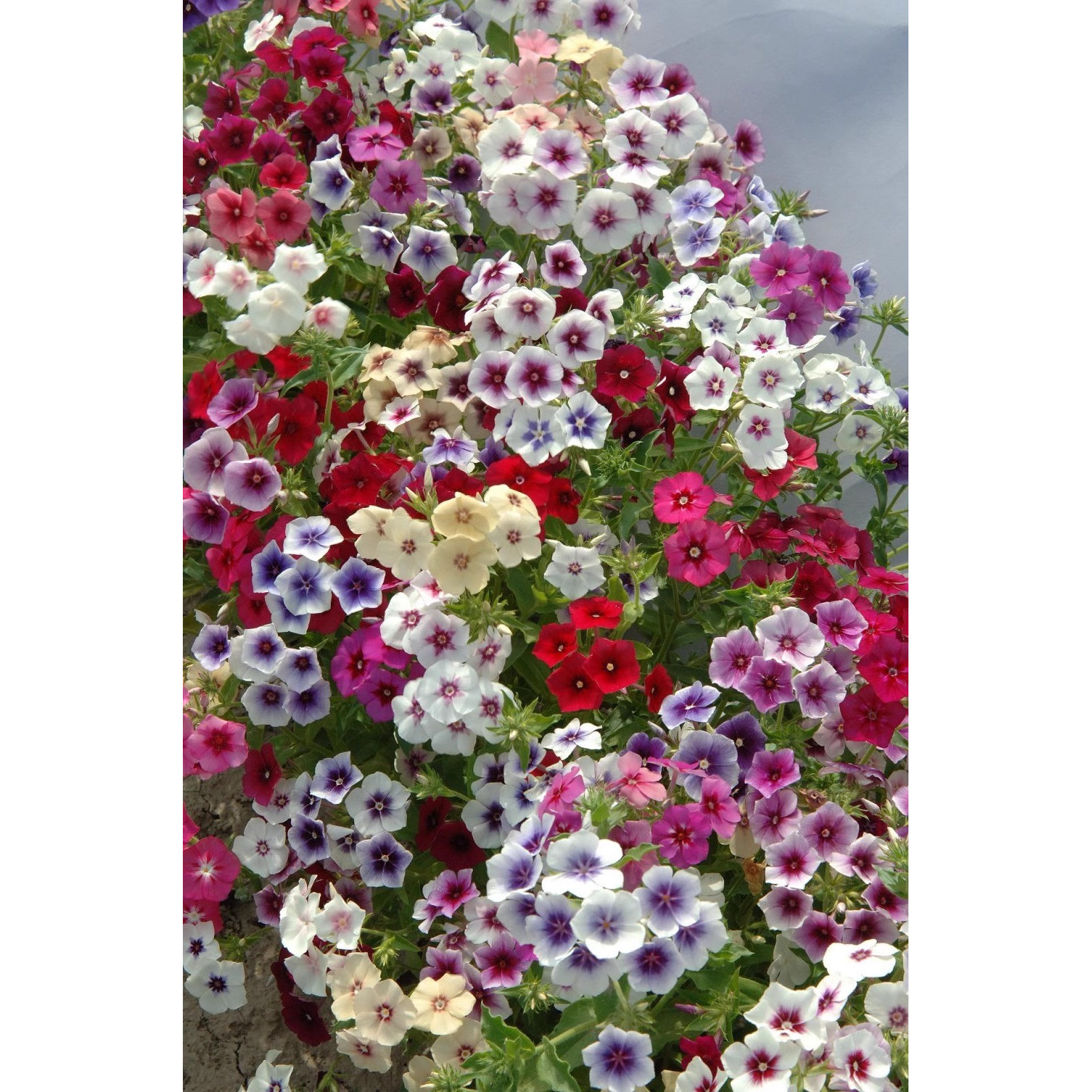 福禄考花苗 花期超长 星团混色 开花带香   满28元包邮