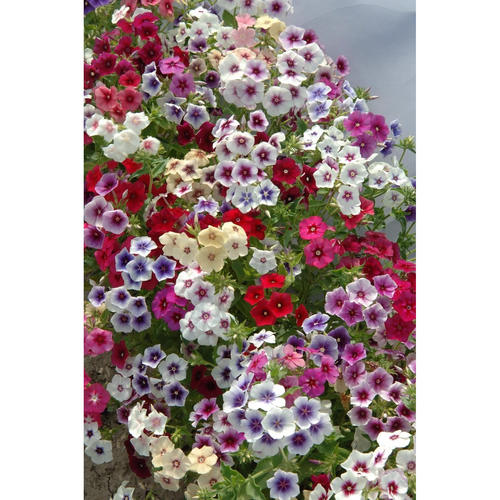 福禄考花苗 花期超长 星团混色 开花带香   满28元包邮