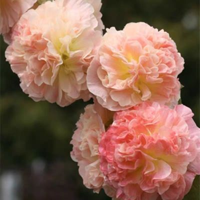 耐寒耐热 桃子与梦 重瓣蜀葵花苗盆栽小苗大苗  满28元包邮