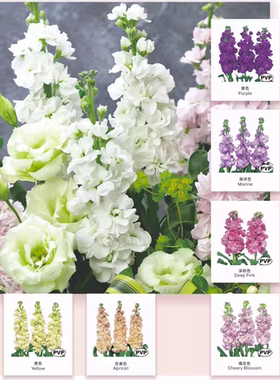 紫罗兰 福媛 海洋色 蓝色 紫色 粉红色 樱花色切花 单杆 强香花苗