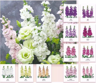 紫罗兰 福媛 海洋色 蓝色 紫色 粉红色 樱花色切花 单杆 强香花苗