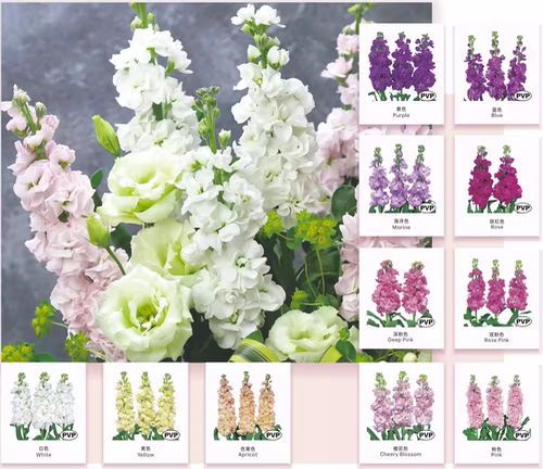 紫罗兰 福媛 海洋色 蓝色 紫色 粉红色 樱花色切花 单杆 强香花苗