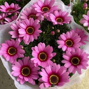 中苗链接 玛格丽特12厘米双色盆盆苗 开花机器阳台庭院盆栽