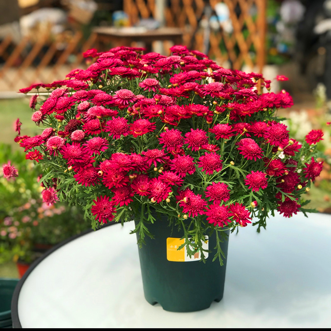 玛格丽特菊花苗 紫红重瓣（托桂花型）(m14) 开花机器28元包邮