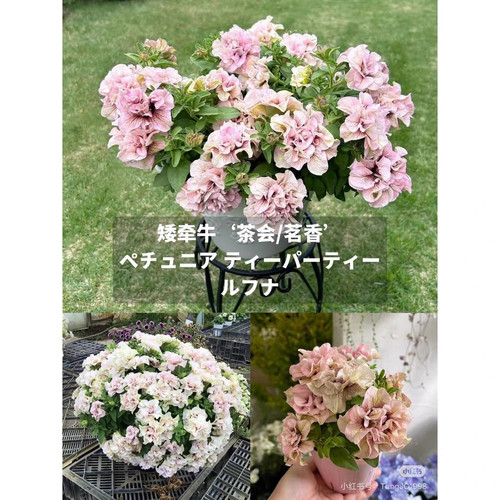 新品矮牵牛 茗香/茶会 大花重瓣，茶香味矮牵牛花苗