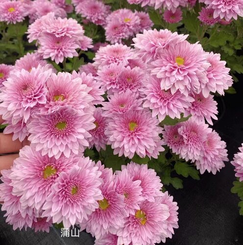 浦山（494）耐寒耐热  切花菊洋菊小苗 满28元包邮