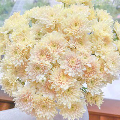 切花小菊 大花品种 -香草沙拉（460） 花苗 满28元包邮