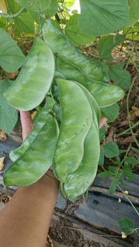 农家超大扁豆 猪耳朵 个头超大 传统老品种肉厚香甜 非转基因品种