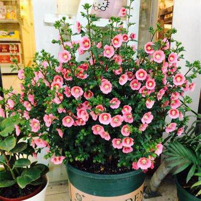 微草莓小木槿花苗 小苗 开花机器 满28元包邮