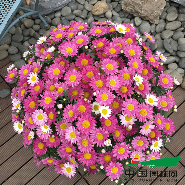 M6 大花糖果  玛格丽特花苗 满28元包邮