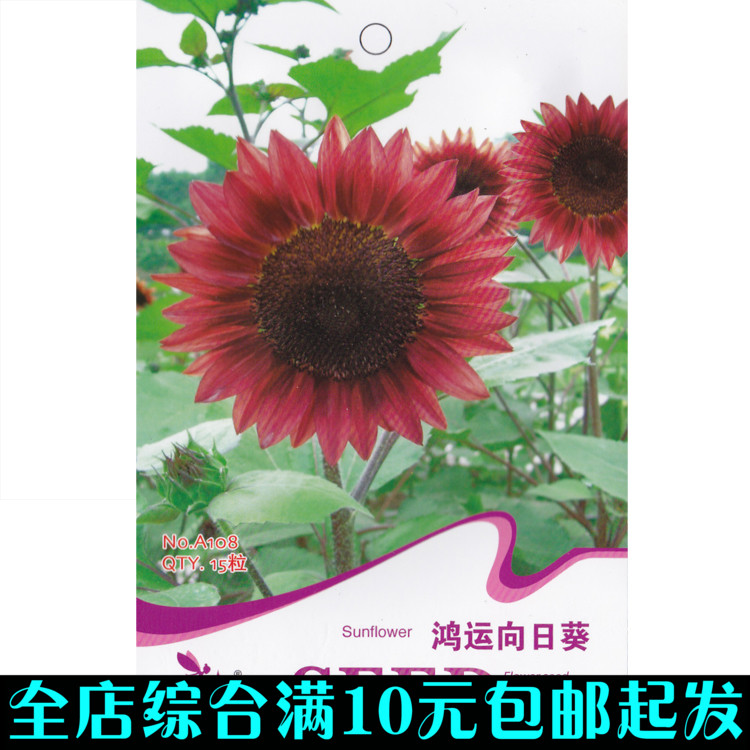 鴻運向日葵種子 葵花子 向陽花sunflower 國產彩包 綠植花卉種子