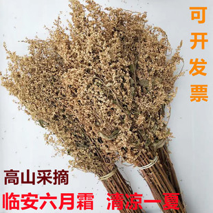 六月霜茶夏天凉茶临安特产南刘寄奴花草茶清凉茶500g六月雪六月双