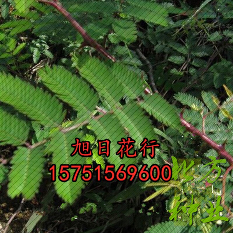 刺树种子 围园簕簕籽树勒子树种子围园刺篱笆 荆棘种子有刺银合欢