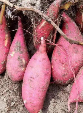 江西赣南安远红蜜薯新鲜农家种植沙地蜜薯红心软糯香甜无丝