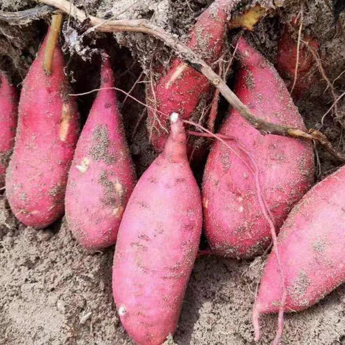 江西赣南安远红蜜薯新鲜农家种植沙地蜜薯红心软糯香甜无丝