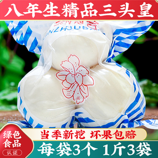 甘肃兰州百合新挖新鲜百合500g新鲜食用生甜白合非干货特产级包邮