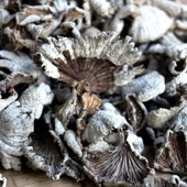 食材白参菌 云南白参 云南特产雪莲菌 仿野生裂褶菌 白参菌干货