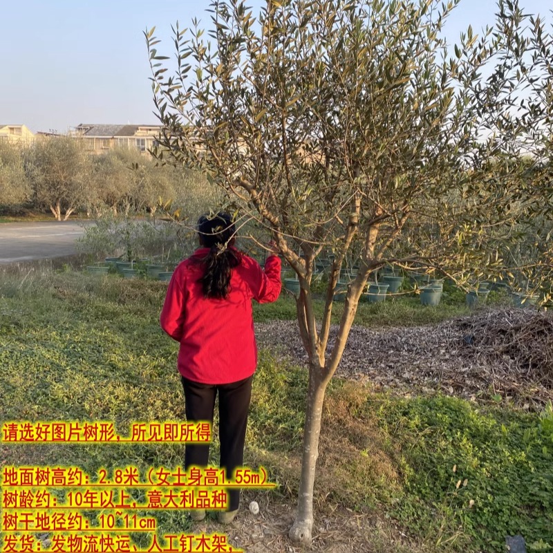 大型油橄榄树室外庭院真植物树木