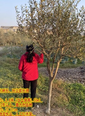 华欧油橄榄组合盆栽室外阳台绿植净化空气户外庭院树木大型真植物
