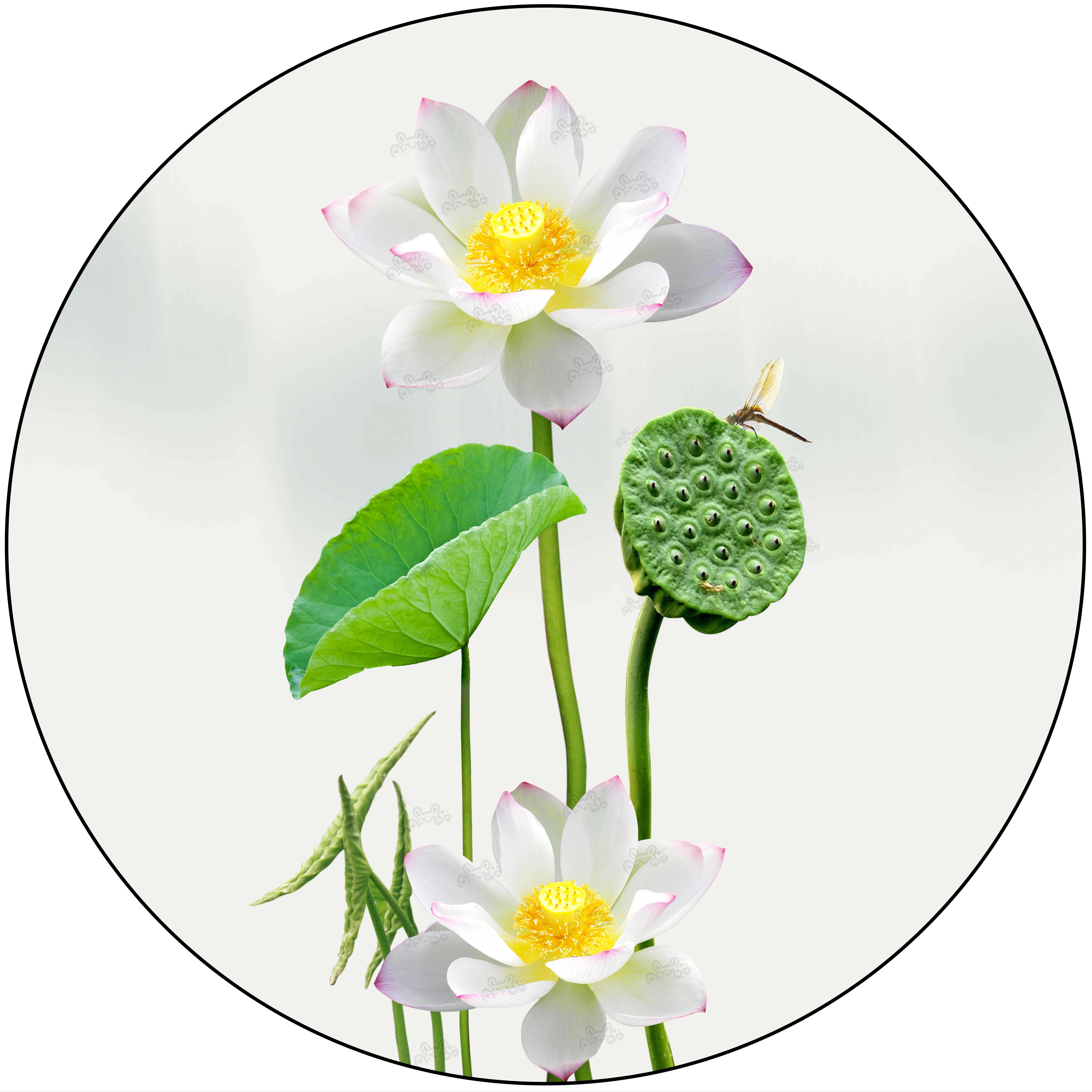 2026年圆形荷花净秽贴乔迁新居过年镇宅风水莲花门贴防水自粘贴纸,家居饰品,现代装饰画,淘宝优惠券,粉丝福利购,淘宝优惠卷