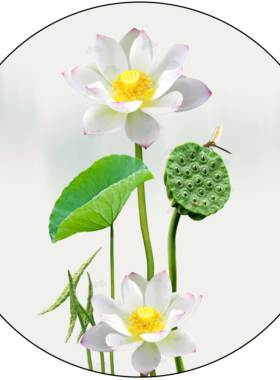 2026年圆形荷花净秽贴乔迁新居过年镇宅风水莲花门贴防水自粘贴纸