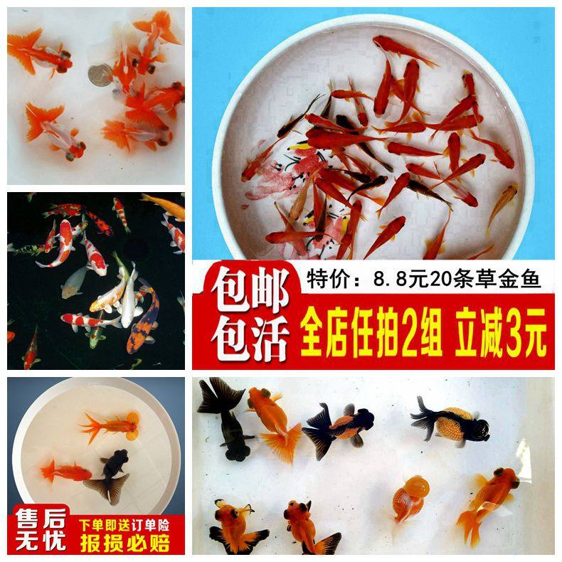活体兰寿珍珠冷水鱼包邮