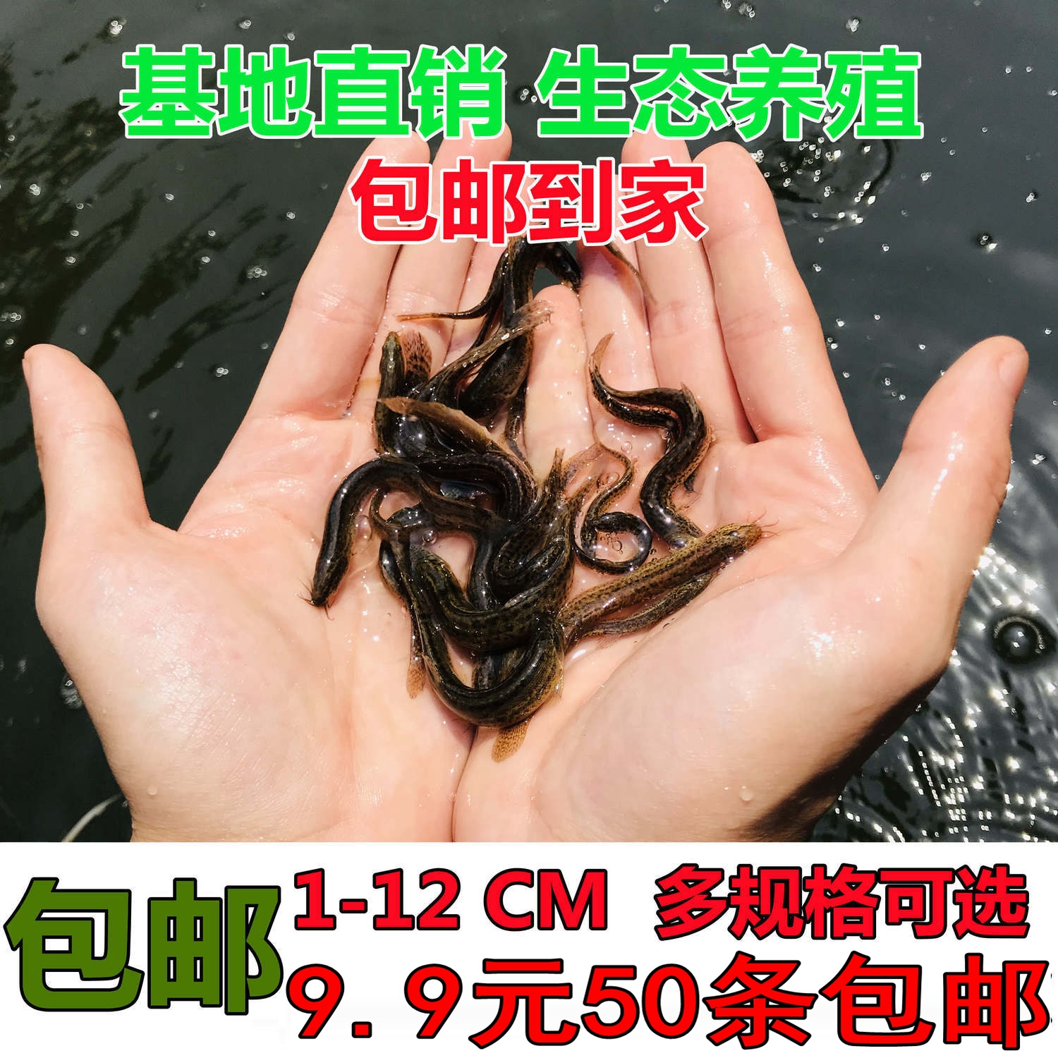 泥鳅鱼本地淡水台湾活体幼苗乌龟