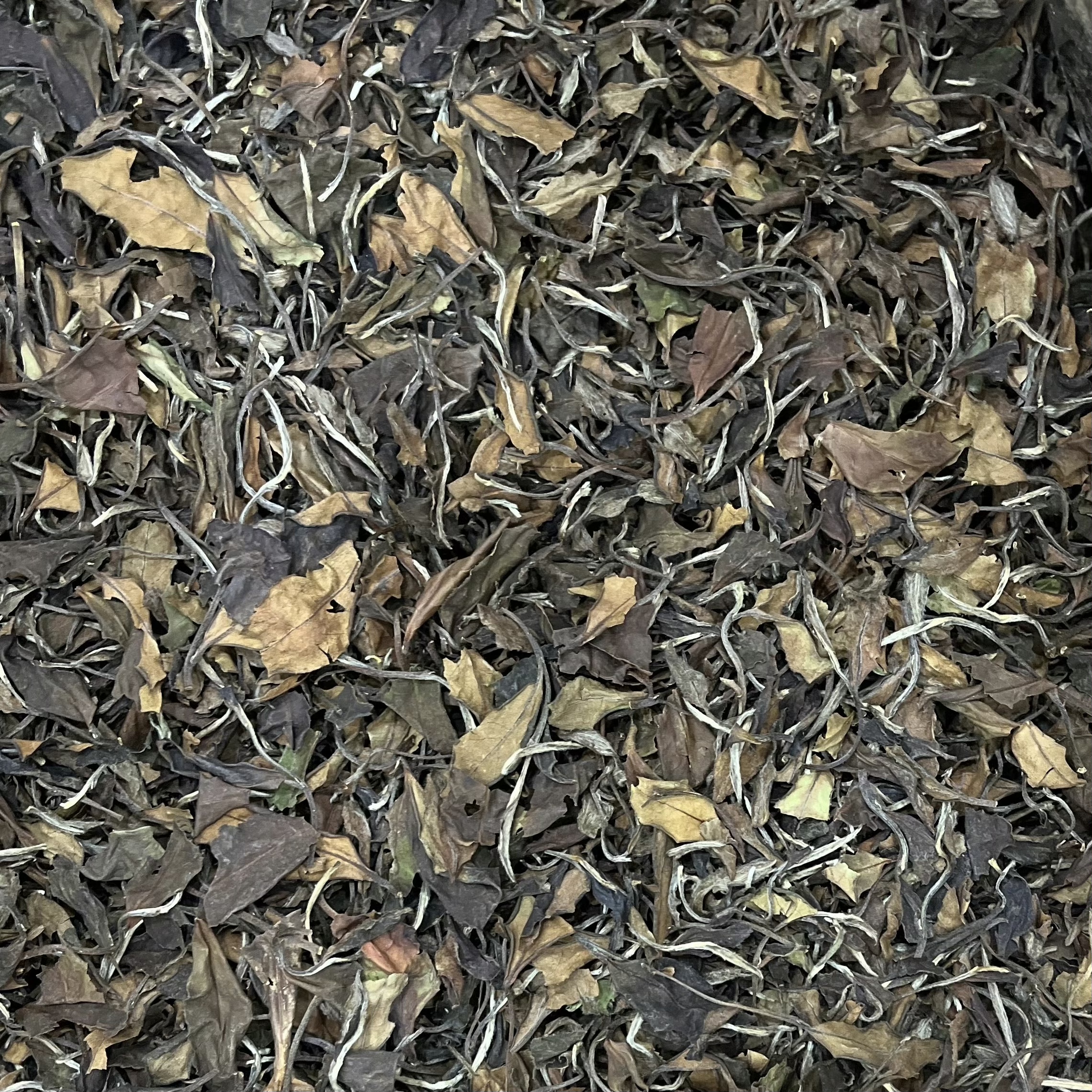 2018年 白露贡眉 老白茶 贡眉
