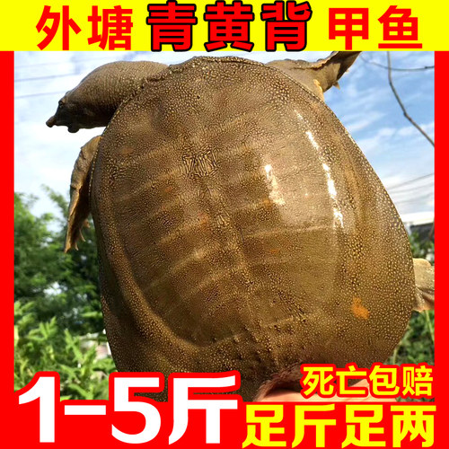 中华老鳖放养滋补王八新鲜包邮