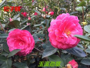 云南茶花传统名品 2年松子鳞 精品传统靠接苗