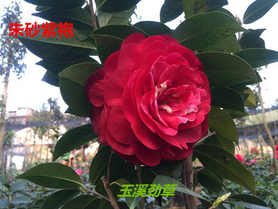 朱砂紫袍带花苞分枝靠接云南茶花