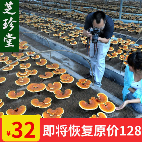 芝珍堂东北长白山灵芝片 整灵芝 半野生林芝整灵芝片包邮可打粉切 - 封面