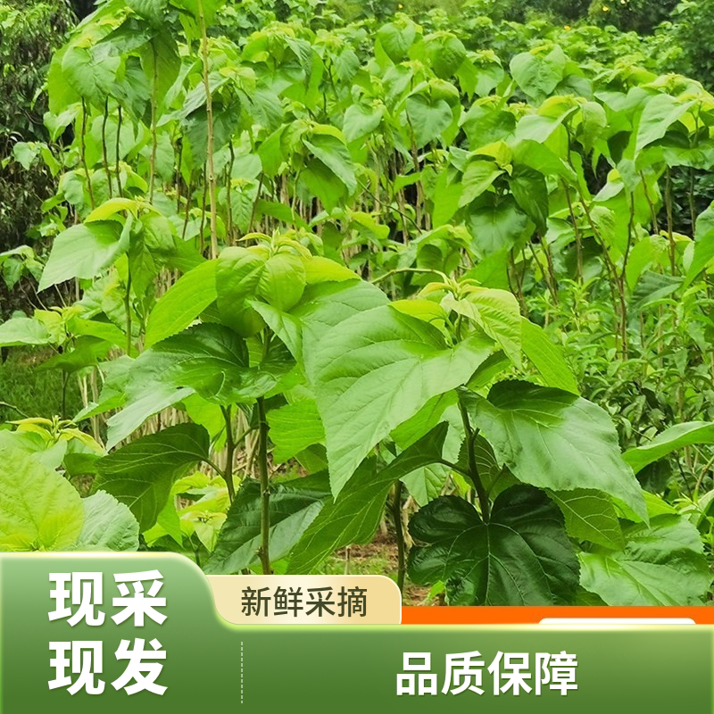蚕宝宝新鲜桑叶鲜桑叶送小蚕蚕卵图片