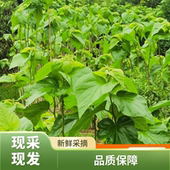 新鲜嫩桑叶蚕宝宝套装 活体食物桑树叶子大片叶子小蚕吃芽饲料蚕卵