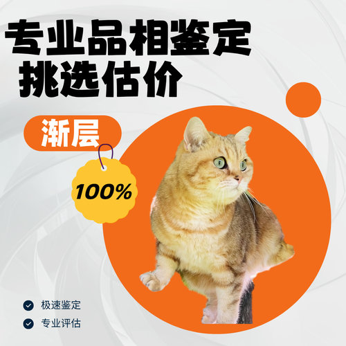 金渐层蓝金紫金品相鉴定估价猫鉴别猫焦糖色蓝金乳金黑金渐层鉴定