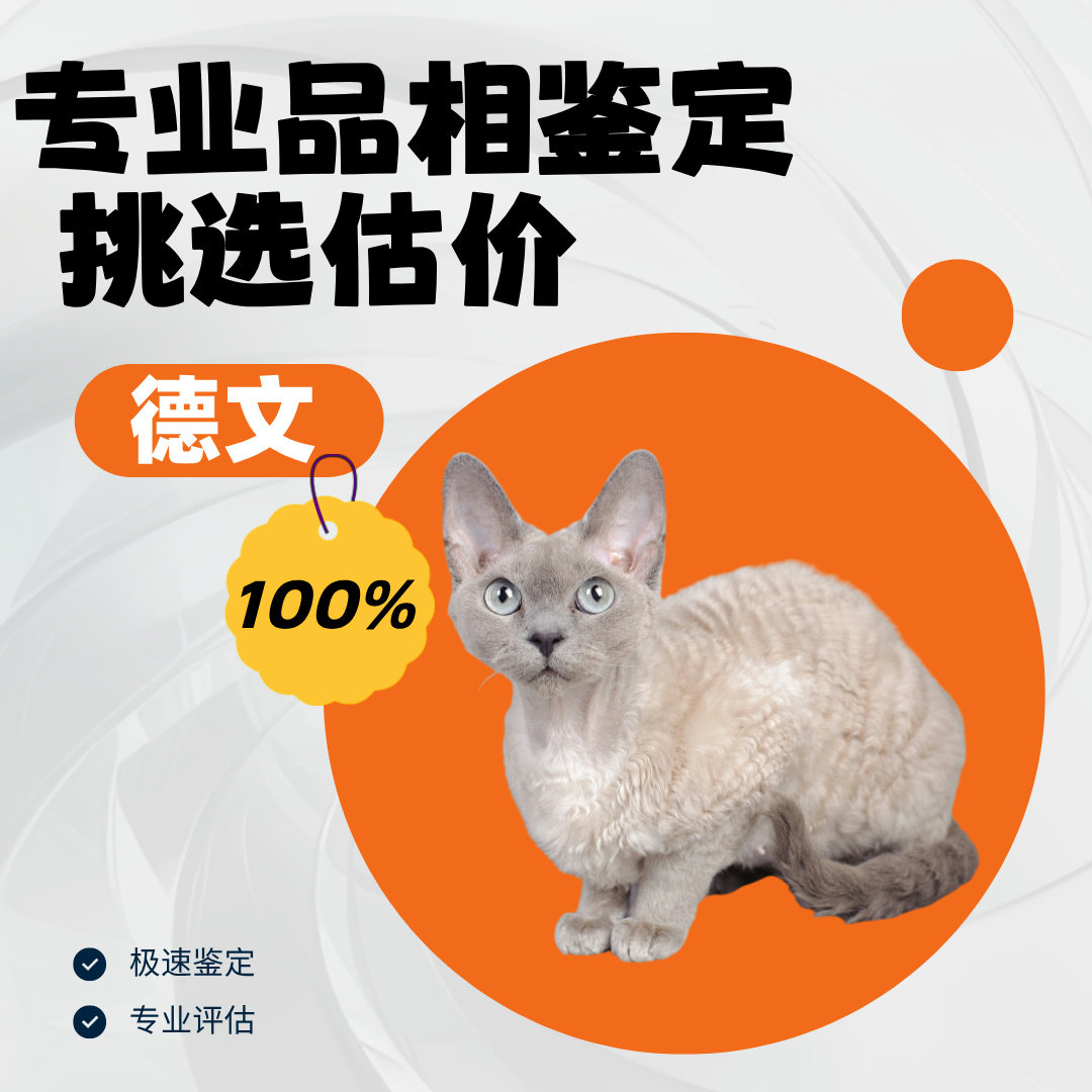 德文猫品相鉴定估价猫狗品相宠物鉴定德文卷毛猫欧系美系德文鉴定