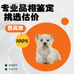 西高地犬狗品相鉴定宠物品种鉴别挑选刚毛软毛西高地白梗品相鉴定