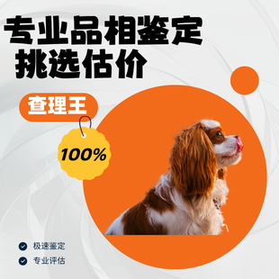 查理王犬狗品相鉴定师宠物品种鉴别狗查理王小猎犬鉴定品相估价值