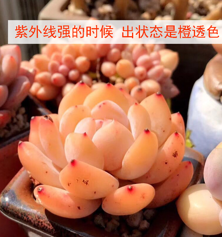 多肉雪天使韩国多肉植物