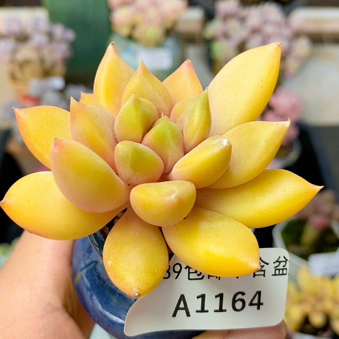 164 黄金象牙6厘米,鲜花速递/花卉仿真/绿植园艺,多肉植物,淘宝优惠券,粉丝福利购,淘宝优惠卷