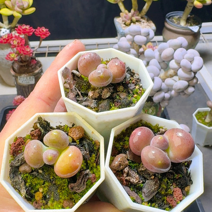 153-2 厘米芒果奶圆叶的3 颗