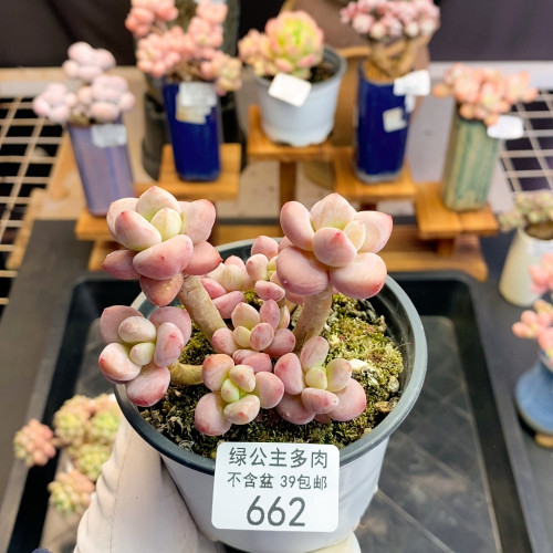 662樱花洛神6cm不带盆土
