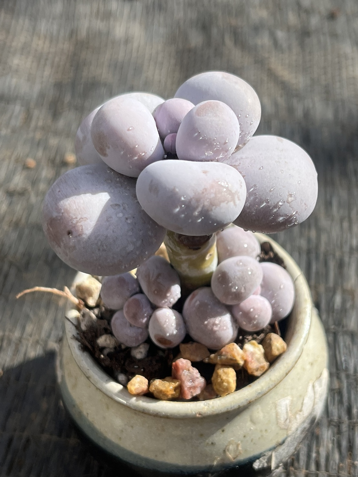 芭比奶酪肥胖圆滚滚多肉老桩盆栽绿公主多肉