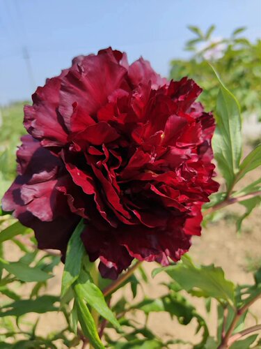 【一物一拍】精品牡丹芍药花苗菏泽发货