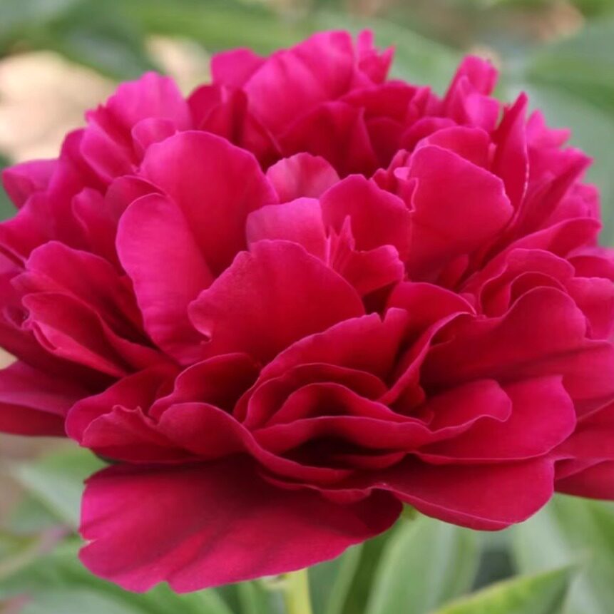 进口品种重瓣芍药(红富士6-7芽)菏泽基地直发包对版耐寒花卉