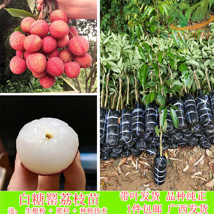 白糖罂荔枝苗 三月红荔枝树苗 早熟荔枝苗 中华红荔枝 庭院果树苗