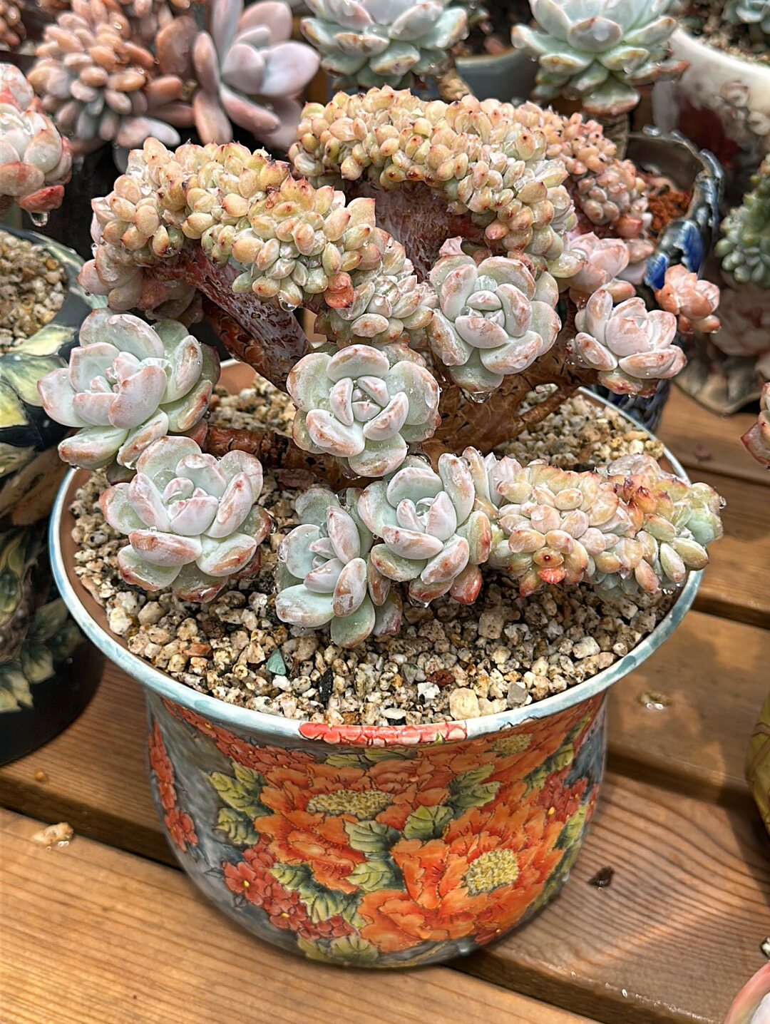 日本星影朵朵缀原3500