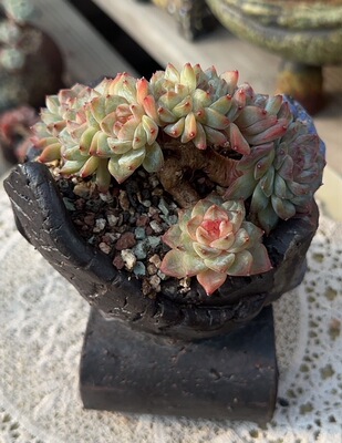 冰魄小树朵朵缀10左右